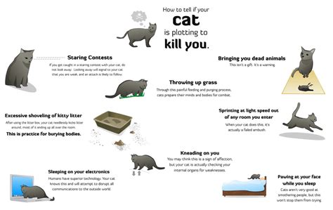 how to kill a cat quickly