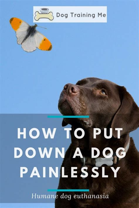 how to kill a dog painlessly