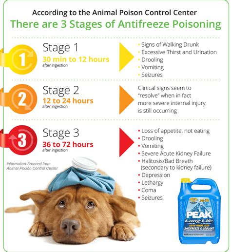 is anti frezze bad for dogs