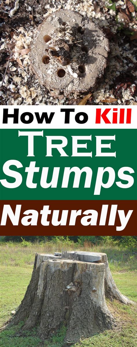 how to kill a dogwood tree stump