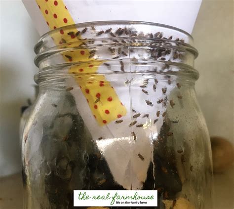 how to kill fruit flies in soil