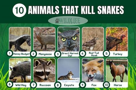 How To Kill Snakes With Poison