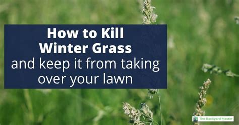 how to kill winter grass in lawn