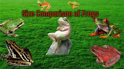 how to kiss a frog size guidelines