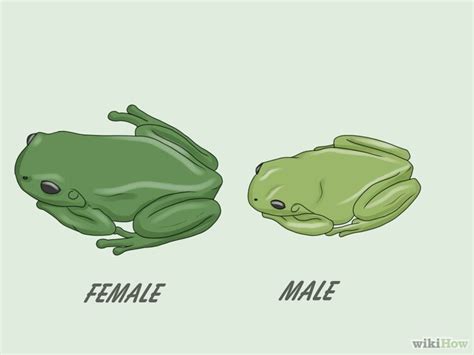 how to kiss a frog size guidelines