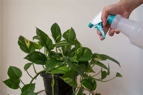 how to know if pothos needs water