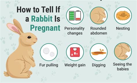 how to know rabbit is pregnant