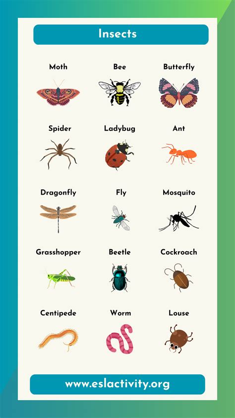 how to know the insects
