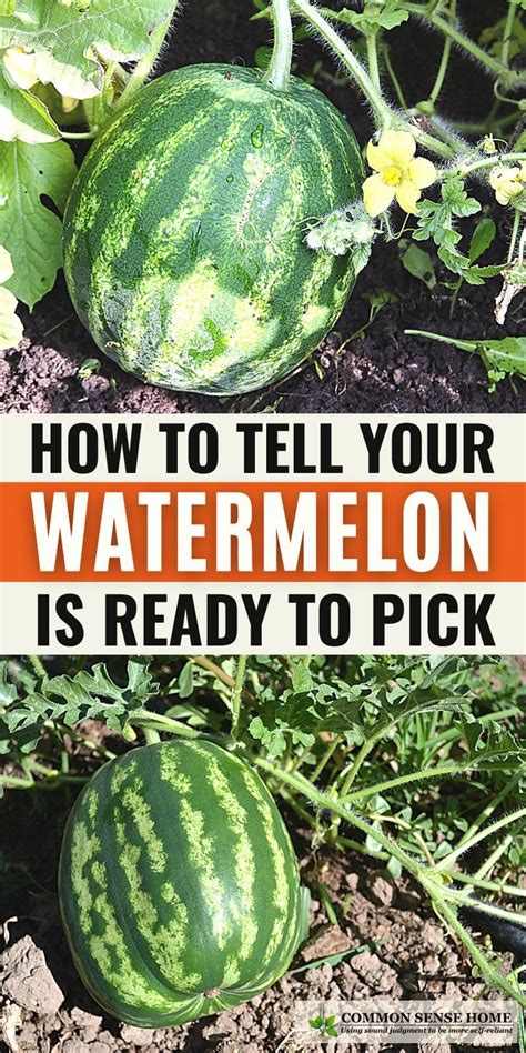 how to know watermelon is ready