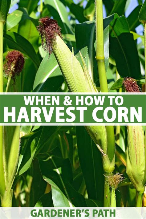how to know when corn is ready