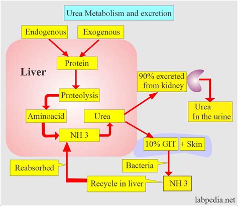 how to lower urea nitrogen in blood