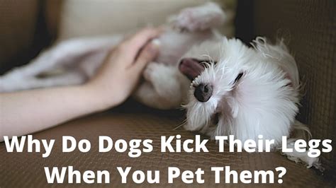 how to make a dog kick his legs