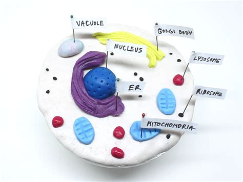 how to make a model cell