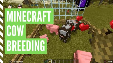 how to make cows breed minecraft