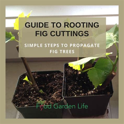 how to make cuttings from fig trees