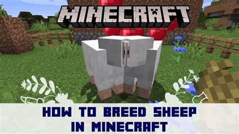 how to make sheep breed in minecraft