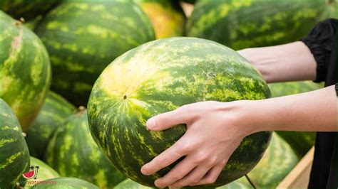 how to make watermelon sweeter when growing