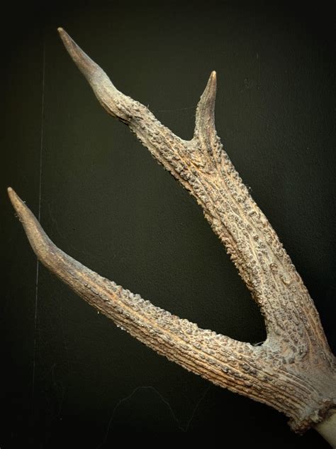 how to measure sambar antlers