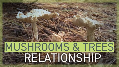 how let fall foster relationships