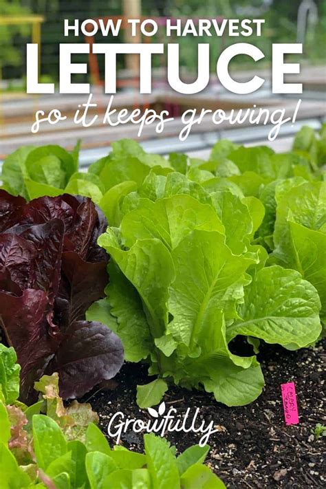 how to pick lettuce in garden