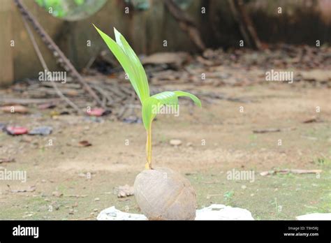 how to plant a coconut sapling