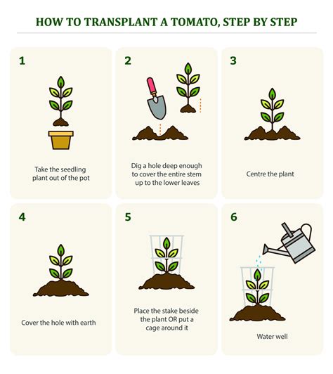 How To Plant A Seed Step By Step Planting Worksheets For Preschool - Planting Worksheets For Preschool