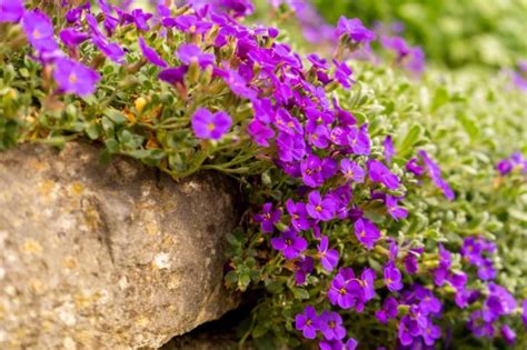 how to plant aubrieta in a wall
