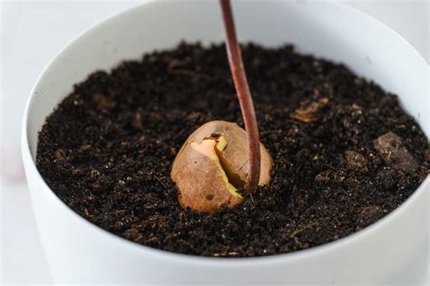 how to plant avocado seed in pot
