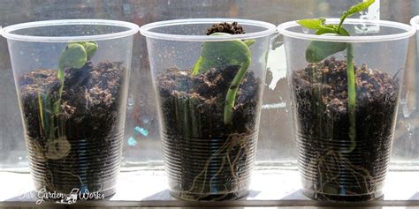 how to plant beans in a cup
