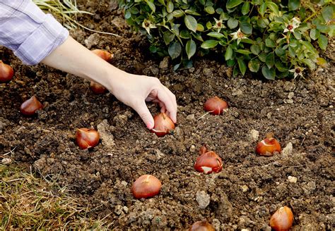 how to plant bulbs in ground