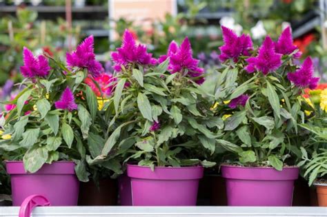 how to plant celosia in a pot