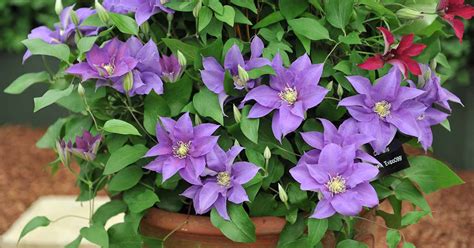 how to plant clematis in a pot