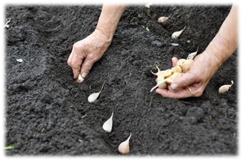 how to plant garlic bulbs in spring