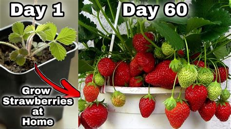 how to plant strawberries at home