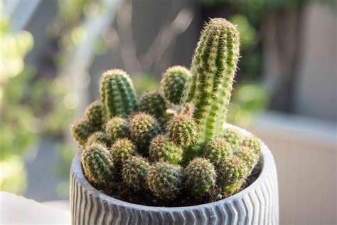 how to pot a cactus cutting