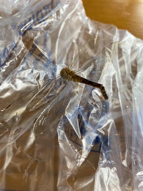 how to preserve a dead dragonfly