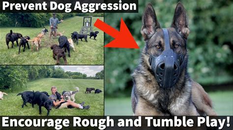 how to prevent aggression in puppies