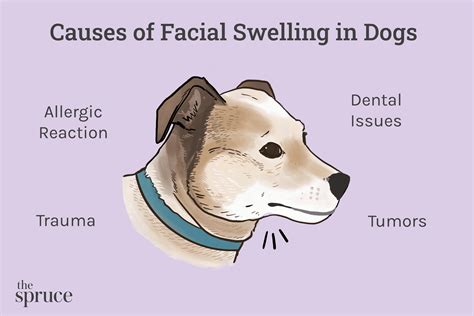 how to prevent lip injection swelling in dogs