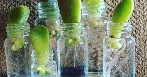 how to propagate a succulent in water