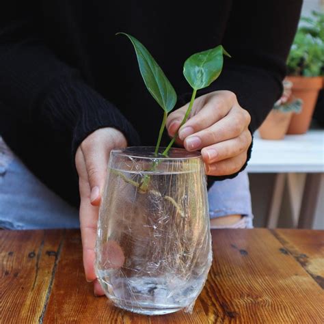 how to propagate anthurium in water