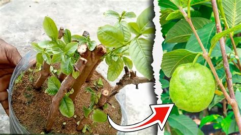 how to propagate guava tree