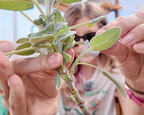 how to propagate sage from cuttings