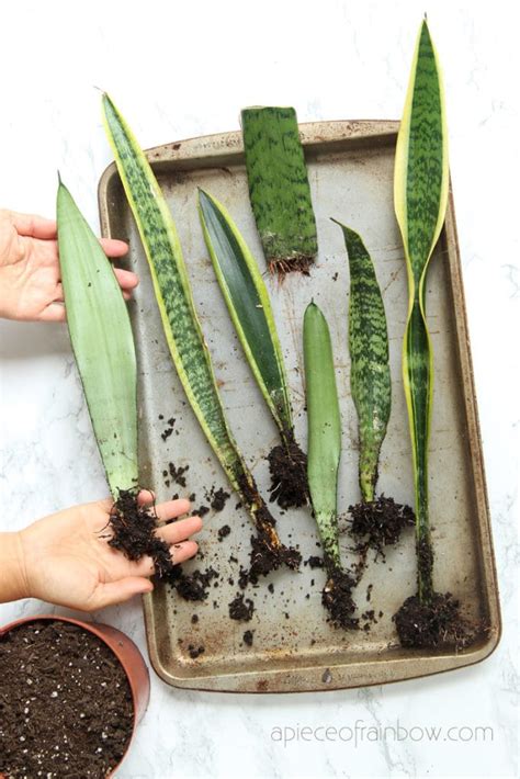 how to propagate snake plant in soil