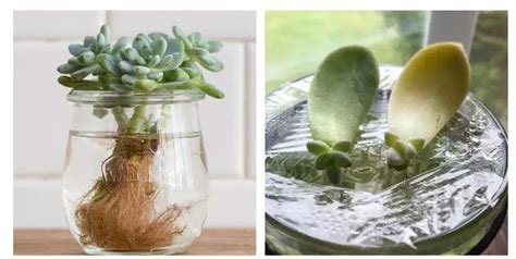 how to propagate succulents in water