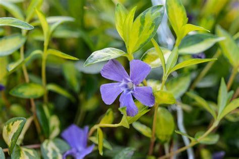 how to propagate variegated greater periwinkle