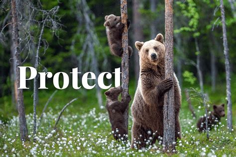 how to protect animals in points