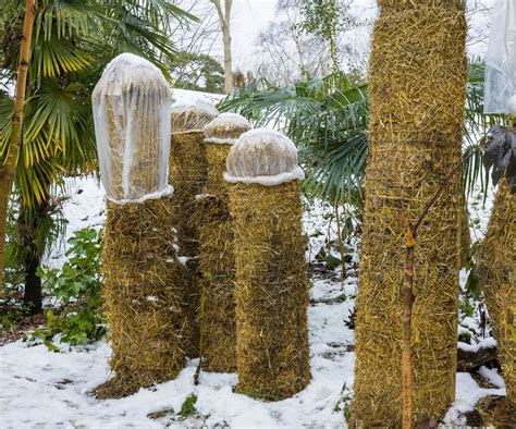 how to protect banana tree in winter