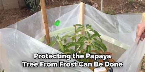 how to protect papaya tree in winter