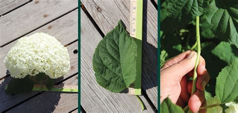 how to prune annabelle hydrangea