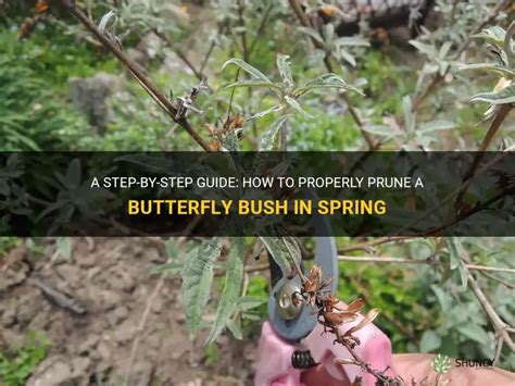 how to prune butterfly bush in spring